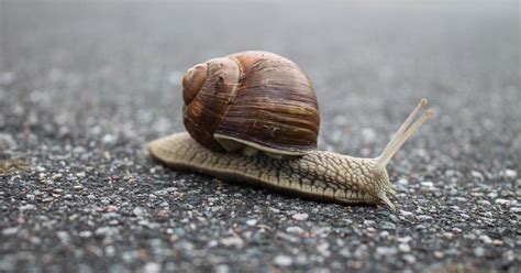 Explainer: What is the Slow Movement? How can it change your life?