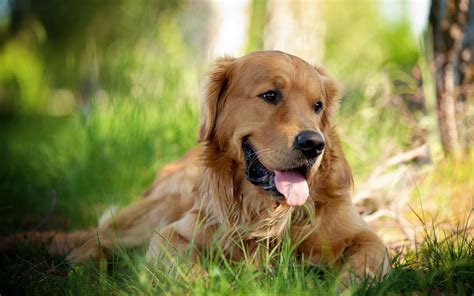 Golden Retriever Dog : Temperament, Exercise and Pictures ...
