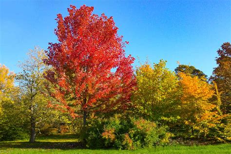How and When to Prune Maple Trees | Gardener’s Path