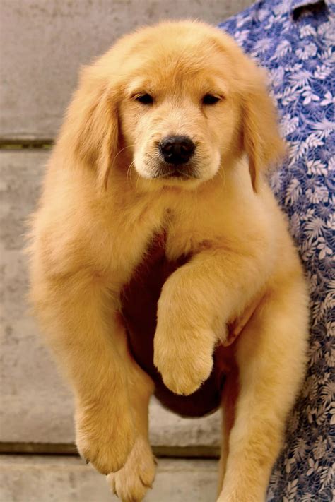 What Is The Of Golden Retriever Puppy In India - Infoupdate.org
