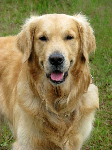 Golden Retriever Dog Free Stock Photo Hd Public Domain Pictures. Dogs ...
