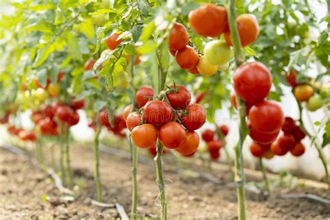 Ripe heirloom tomatoes stock image. Image of shot, variety - 9519387