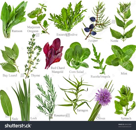 Collection Set Of Fresh Herb With Names Isolated On A White Background ...