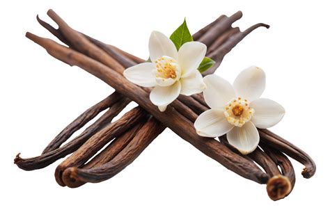 Vanilla bean pods and flowers, cut out - stock png. 47601819 PNG