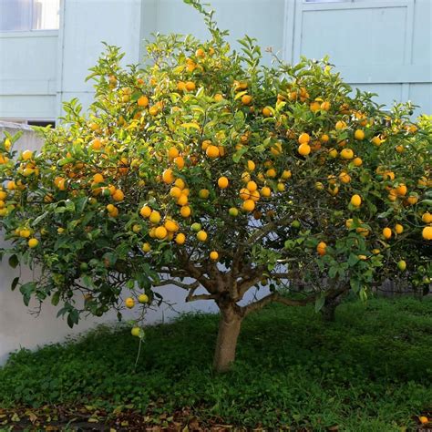 Meyer Lemon Tree | Plants Express