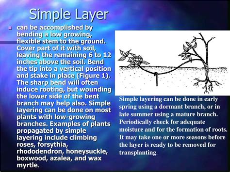 PPT - ..::Layering::.. PowerPoint Presentation, free download - ID:5555636