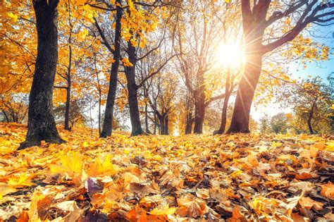Autumn begins today: What does that mean, other than fall foliage ...