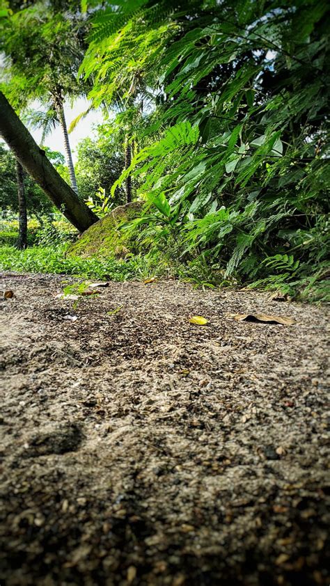 Download Ground Jungle iPhone Wallpaper | Wallpapers.com