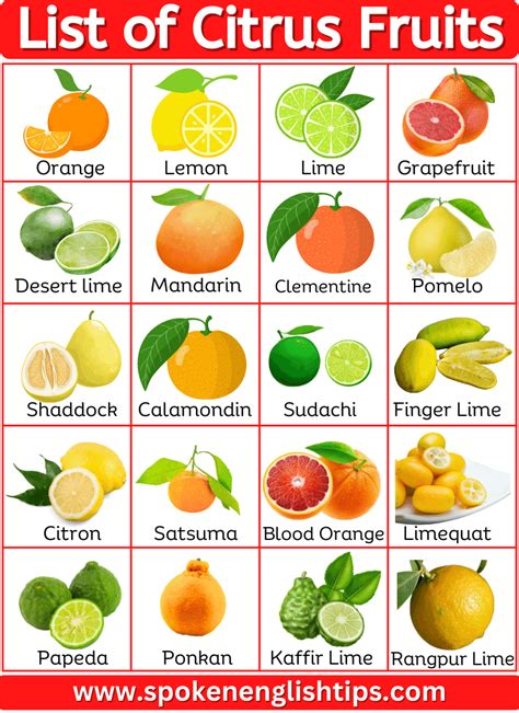 40+ List Of Citrus Fruits Name With Pictures